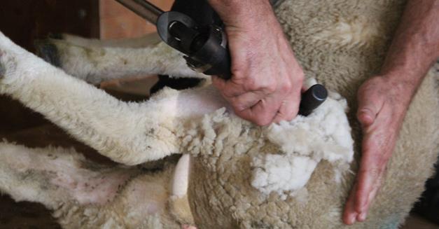 Communiqué de presse : point d’étape sur l’organisation du mondial de tonte de moutons 2019