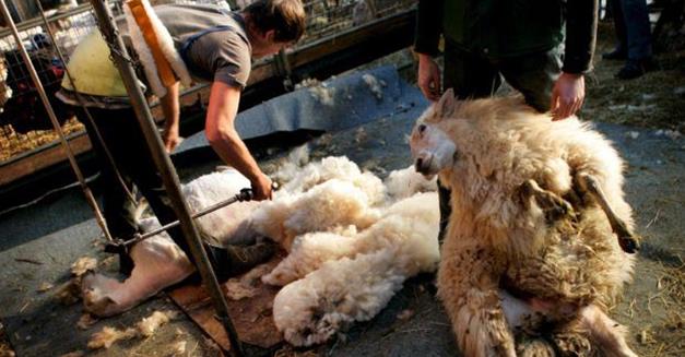 Metro – Des moutons tondus par milliers au mondial de la tonte dès jeudi !