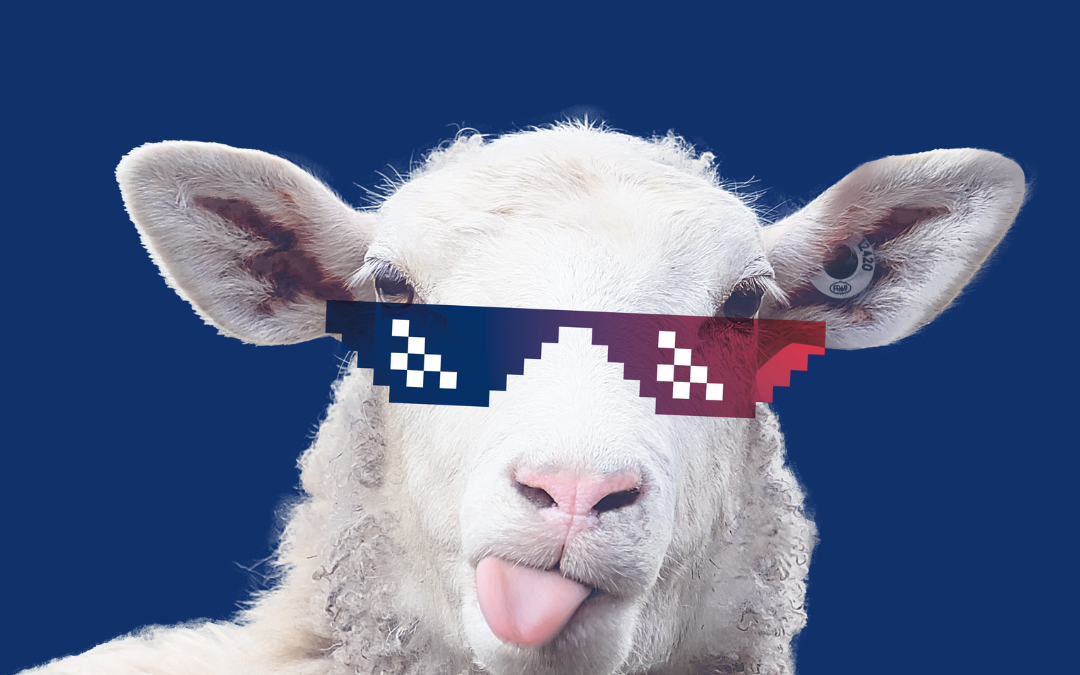 Concours de tonte de moutons – Le Dorat, 25 juin 2022